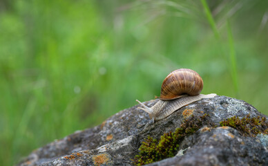 Big Roman snail or burgundy snail (Helix pomatia)