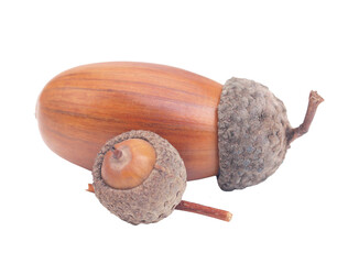 Acorns isolated on white