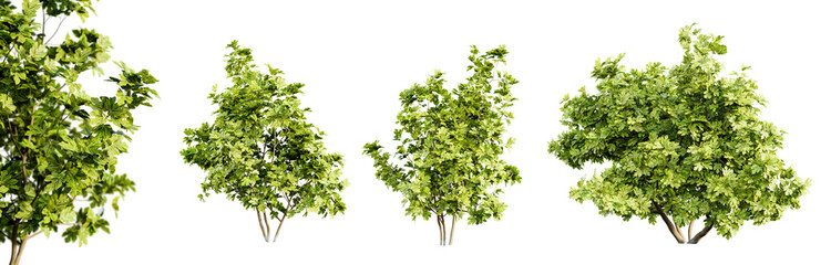 Obraz premium Set of ficus carica, fig tree isolated on transparent background with selective focus close-up. 3D render. 3D illustration. 