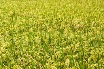Rice Field