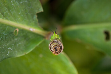 Grasshopper on a Leaf