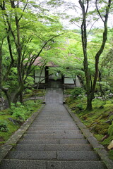 Fototapeta premium Nio-mon Gate and fresh green in Jojakko-ji Temple in Kyoto, Japan