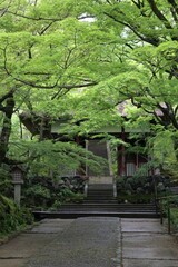 Nio-mon Gate and fresh green in Jojakko-ji Temple in Kyoto, Japan