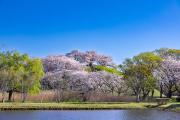 View of cherry blossoms from the pond side of Sakitama ancient tomb Park.