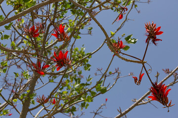 Unusually beautiful flowering trees in spring
