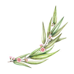 Fototapeta premium Watercolor floral illustration. Botanical isolated eucalyptus greenery branch with flowers on white background. For wedding invitations, anniversary, birthday, prints, posters.