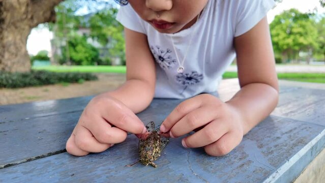Small girld playing with dead cicada on park bench.