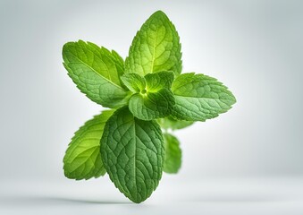 Mint leaf. Fresh mint on white light background. Mint leaves isolated. Full depth of field.