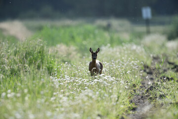 Frohes Hirschkuh Reh mit Kamerablick im grünen Gras zwischen weißen Blüten vor Ostern