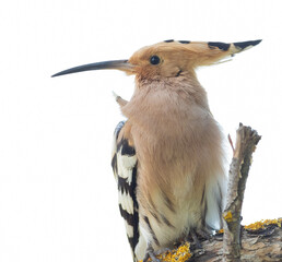 Eurasian hoopoe, Upupa epops. A bird sitting on a branch, on a white background, isolated, close-up