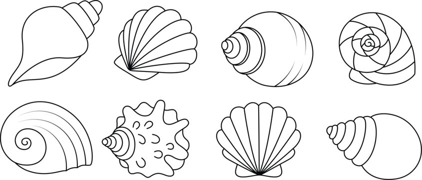 Set of seashell coloring page for kids. Summer outline doodle colouring page isolated on white background. Sea animal coloring book for kids