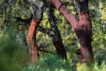 cork oaks with the harvested cork (Quercus suber), Alájar, Huelva, Andalusia, Spain