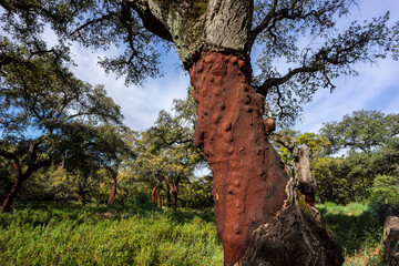 cork oaks with the harvested cork (Quercus suber), Alájar, Huelva, Andalusia, Spain