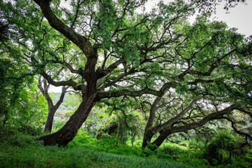 cork oak and holm oak forest, Sierra de Aracena natural park and Picos de Aroche, Huelva, Andalusia, Spain