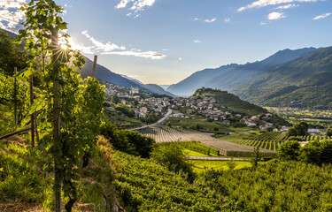 vineyard in the swiss mountains