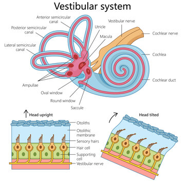 human vestibular system, highlighting its structure and components for educational purposes structure diagram hand drawn schematic vector illustration. Medical science educational illustration