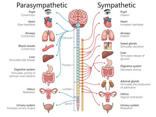 parasympathetic and sympathetic nervous systems, various organs and bodily functions structure diagram hand drawn schematic vector illustration. Medical science educational illustration