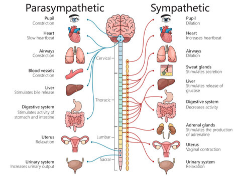 parasympathetic and sympathetic nervous systems, various organs and bodily functions structure diagram hand drawn schematic vector illustration. Medical science educational illustration