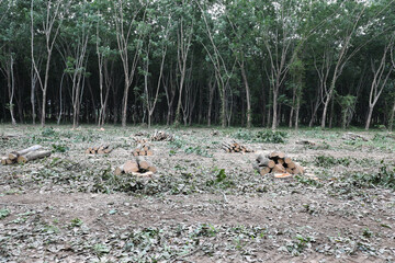 Rubber tree trunks have been cut to be used as raw material in wood processing factory.
