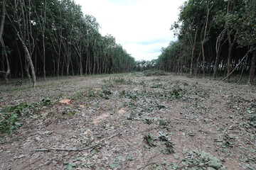 Rubber tree trunk have been cut for replanting