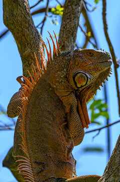 Iguana