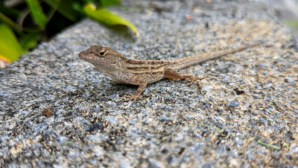 lizard on the stone