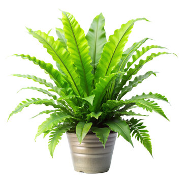 java fern Aqua Plant