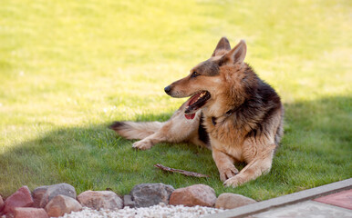 German Shepherd with an open mouth lies on the green grass in the yard of the house