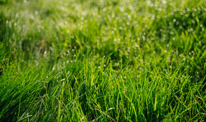 Fresh green grass background in sunny summer day in park