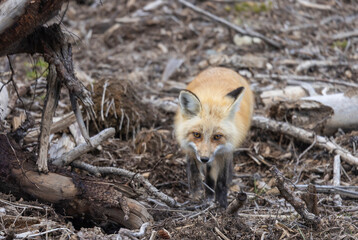 Red Fox in Summer in Montana