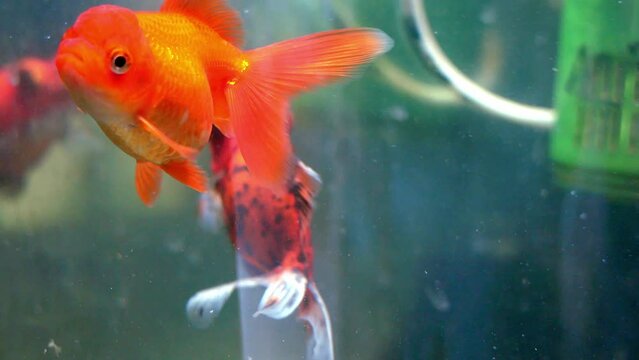 Beautiful fish of different sizes swim in clear aquarium water. A colorful aquarium filled with rocks, shells and an air pump that provides oxygen bubbles to the fish. Aquarium fish.
