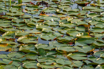 Wild wetlands with green lotus leaves, swamp off road in the wilderness of Manitoulin Island, Northern Ontario, Canada. Travel and exploring adventure. Natural untouched landscape and natural beauty.