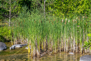 Lake Manitou wet lands view near Manitou River Park, Manitoulin Island, Northern Ontario, Canada. Summer ambiance and charming view. Travel, adventure and exploring. Lakeside luxury view.