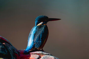 Common Kingfisher close-up, A Common Kingfisher is waiting to hunt fish