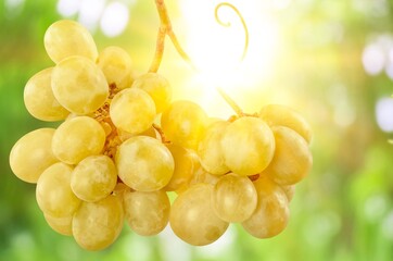 Fresh ripe grapes fruits hanging on branch.