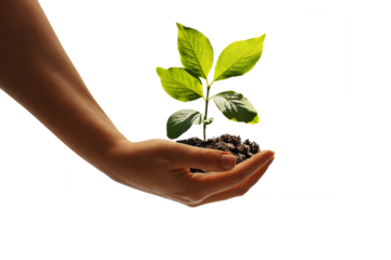 Humand hand holding a young plant against free png background. Sustainable development in the field of agriculture.