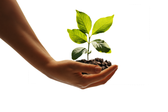 Humand hand holding a young plant against free png background. Sustainable development in the field of agriculture.
