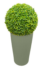 Plante verte taillée, buis, en pot vert kaki isolé et sur fond transparent pour plans...