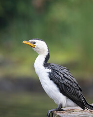 little pied cormorant