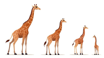 An lone giraffe on a background of pure white