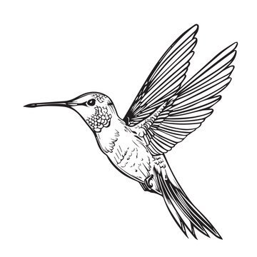 recommend clip art: Hummingbird in cartoon, doodle style . Image for t-shirt, web, mobile apps and ui. Isolated 2d vector illustration in logo, icon, sketch style, Eps 10, black and white. AI Generative