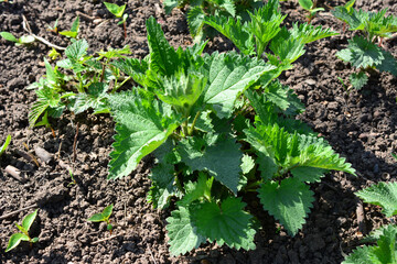 a nettle plant is growing in the dirt and has a green leaf  