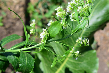 a close up of a horseradish with white flowers and green leaves 