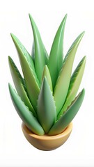 aloe vera plant