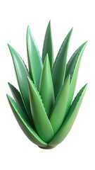 aloe vera plant