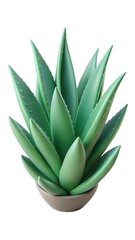 aloe vera plant