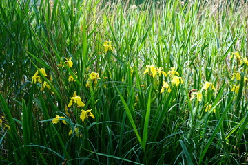 Sumpf-Schwertlilien am Ufer des Schlachtensees in Berlin