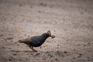 A Common starling stands in the ground and holds worms and insects in its beak perpendicular to the camera lens.