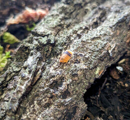 Close-up of colorful pill bugs