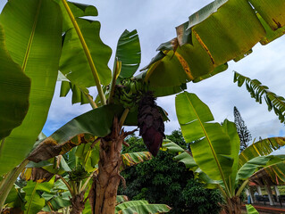 banana plantation
